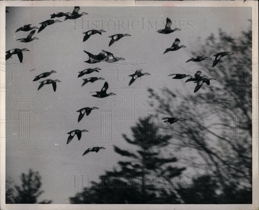 1974 Press Photo Ducks and Goose hunting in michigan - Historic Images