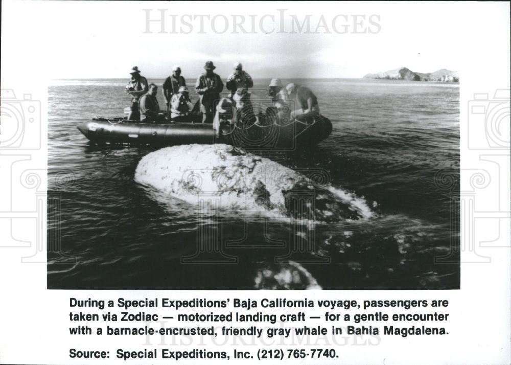 Press Photo Baja California voyage, gray whale - Historic Images