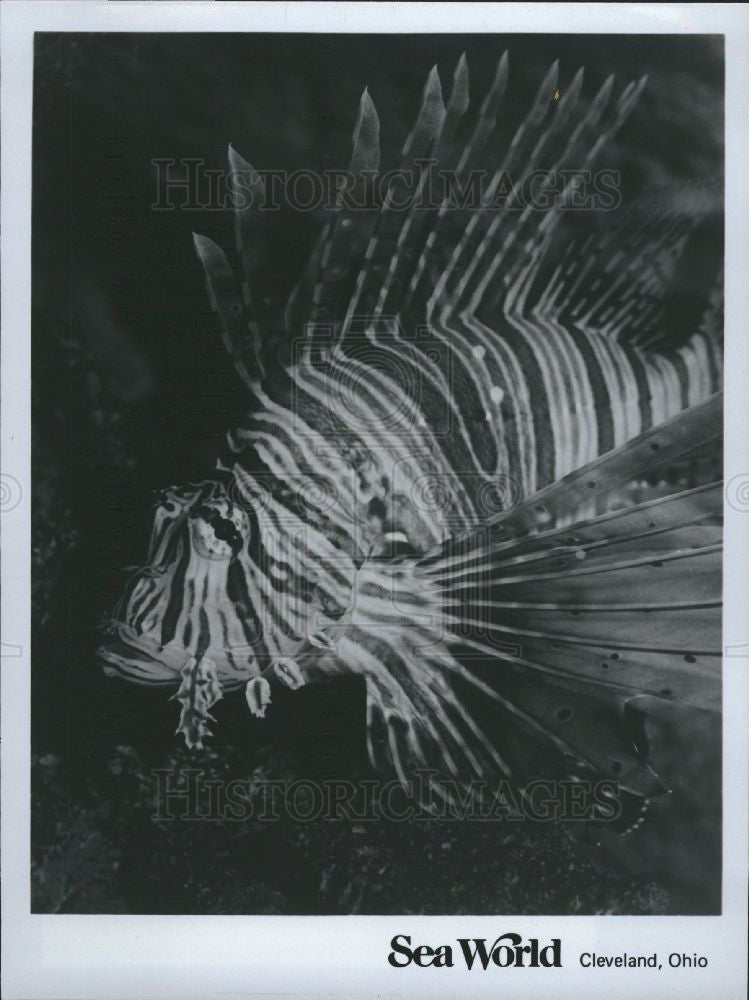 1981 Press Photo fish turkeyfish Sea World Aurora Ohio - Historic Images