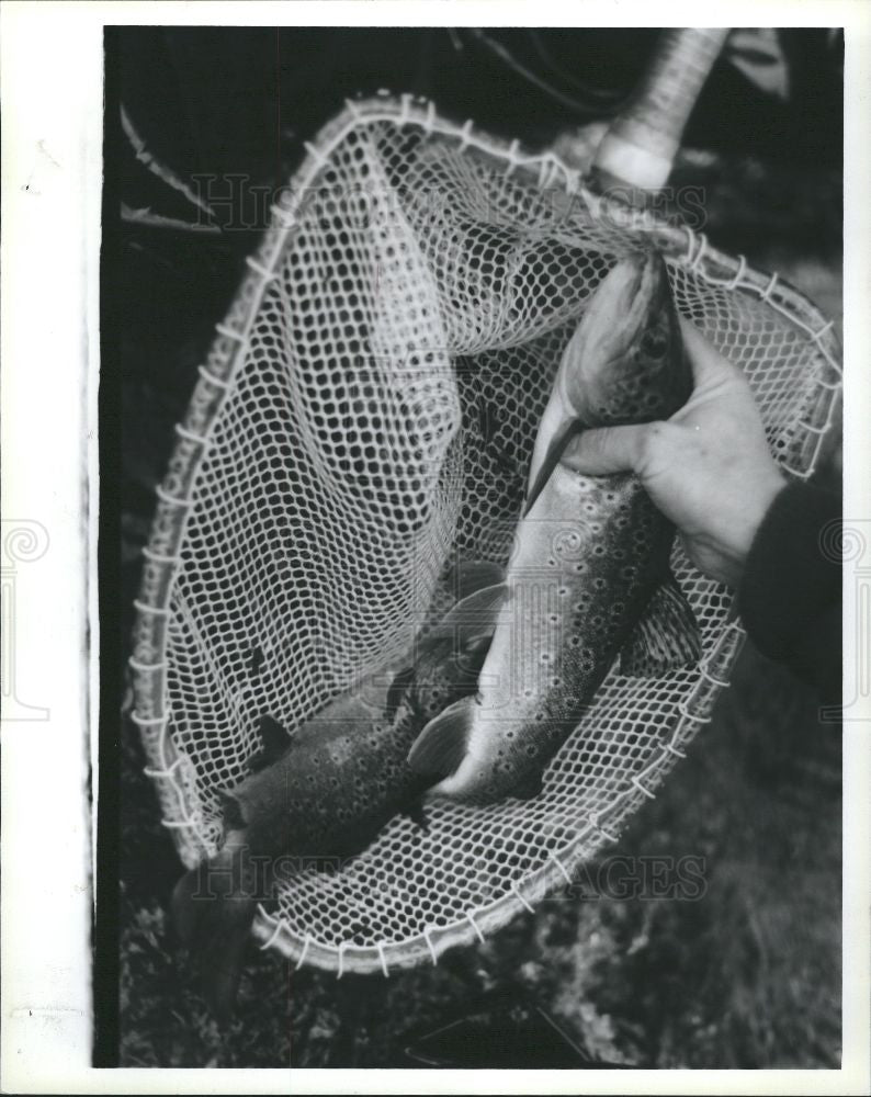1991 Press Photo Fish trout researchers Au Sable River - Historic Images