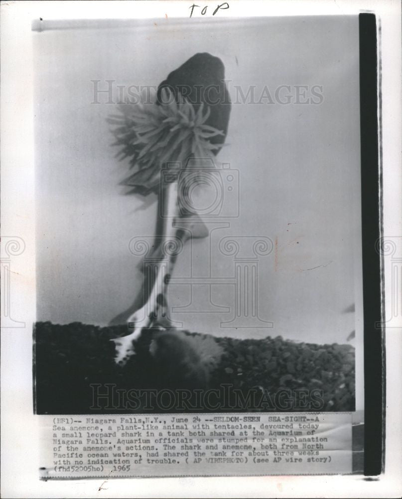 1965 Press Photo sea anemone devoured leopard shark - Historic Images