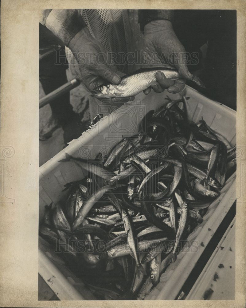 1979 Press Photo Smelt Paise Park Ontario fish - Historic Images