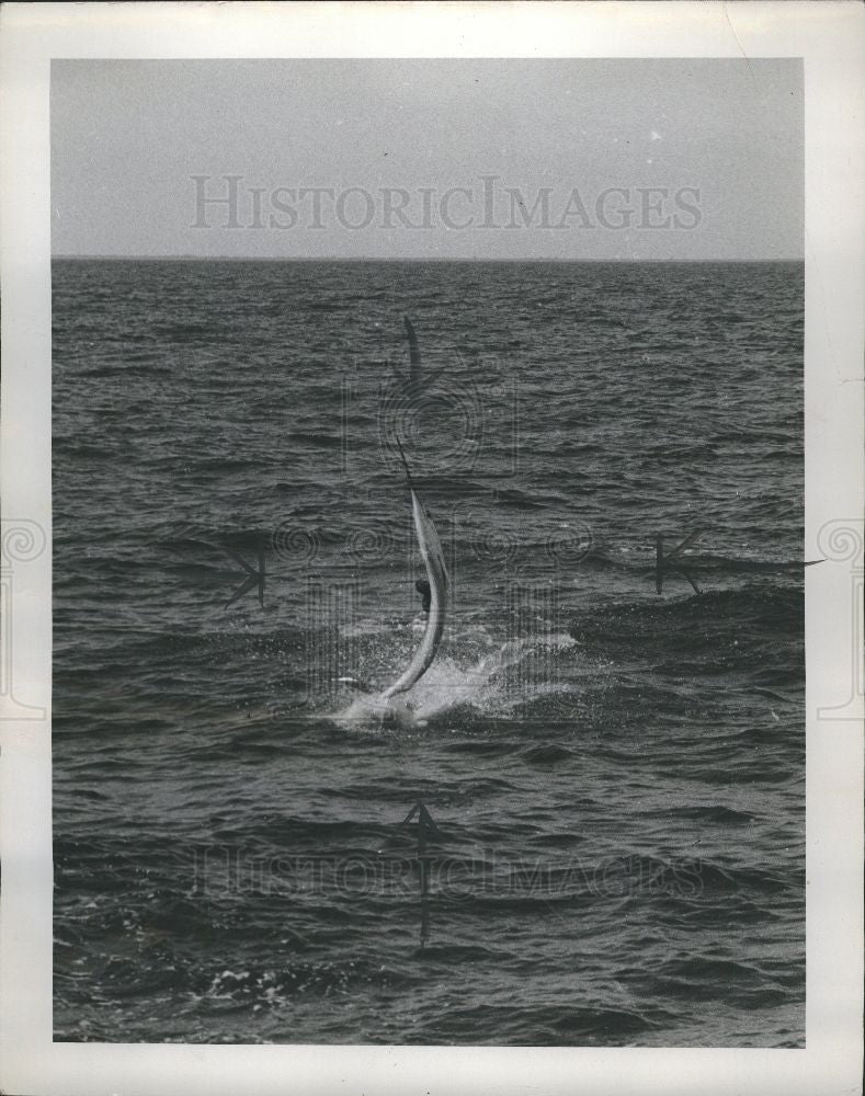 1949 Press Photo Fish sailfish - Historic Images