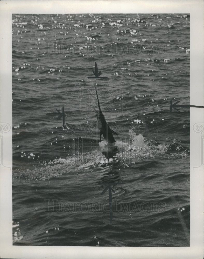 1949 Press Photo sailfish - Historic Images