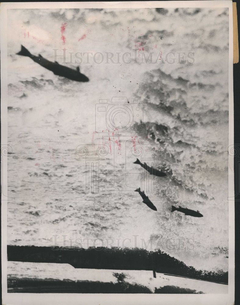 1935 Press Photo Fish Flying Salmon River Ettrick - Historic Images