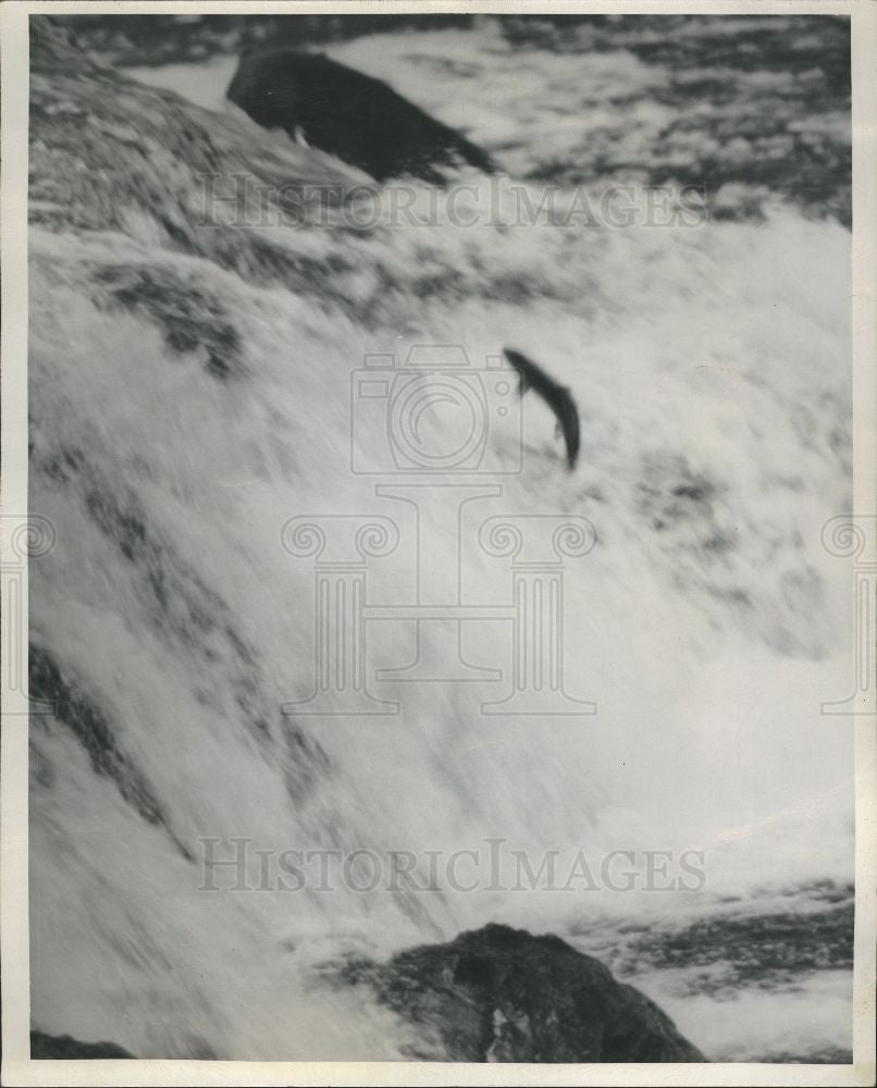 1947 Press Photo salmon fish - Historic Images