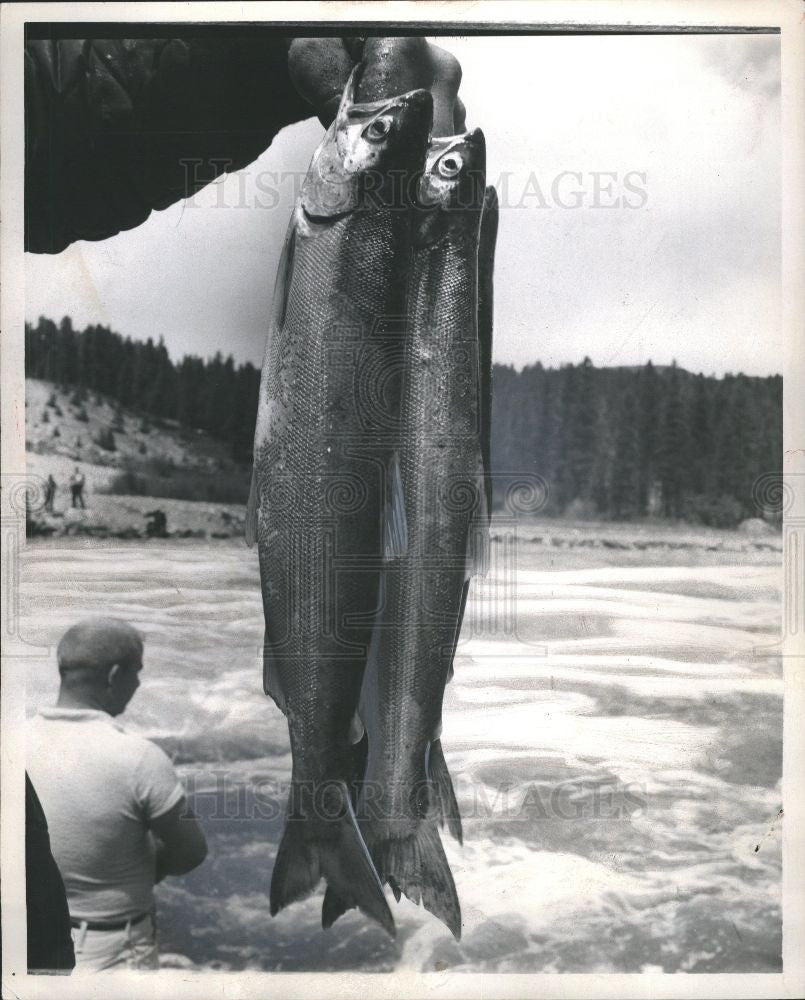 1965 Press Photo Salmon fish - Historic Images