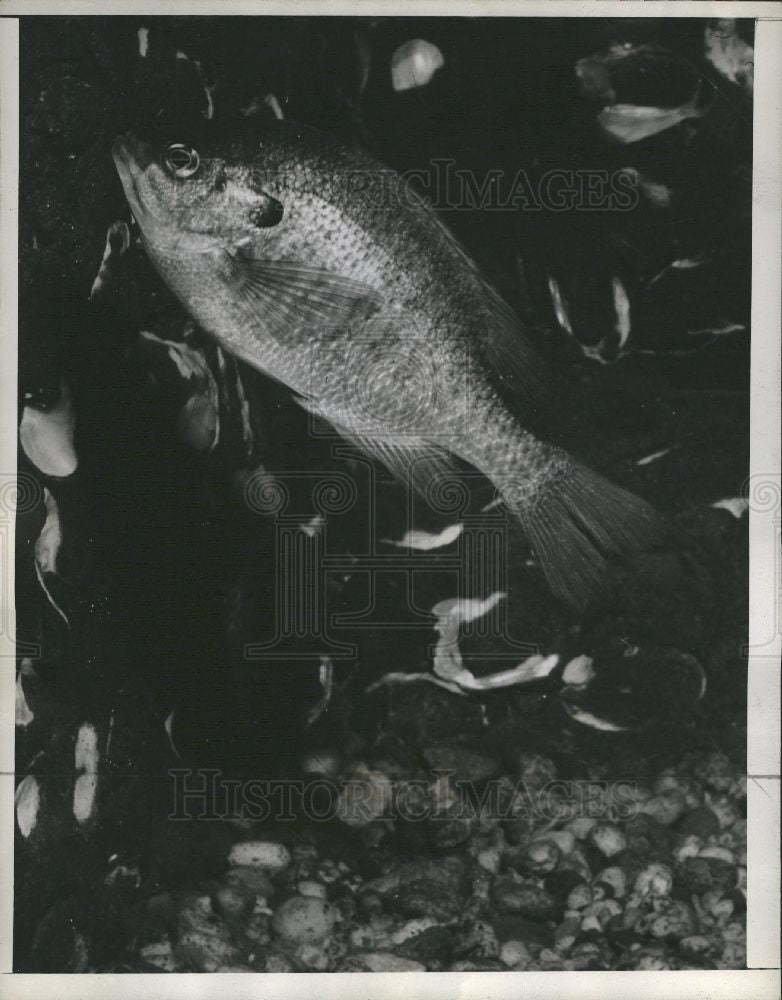 1941 Press Photo Bluegill Favorite fish Michigan season - Historic Images