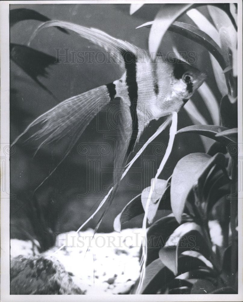 1965 Press Photo Silver angelfish, aquarium - Historic Images