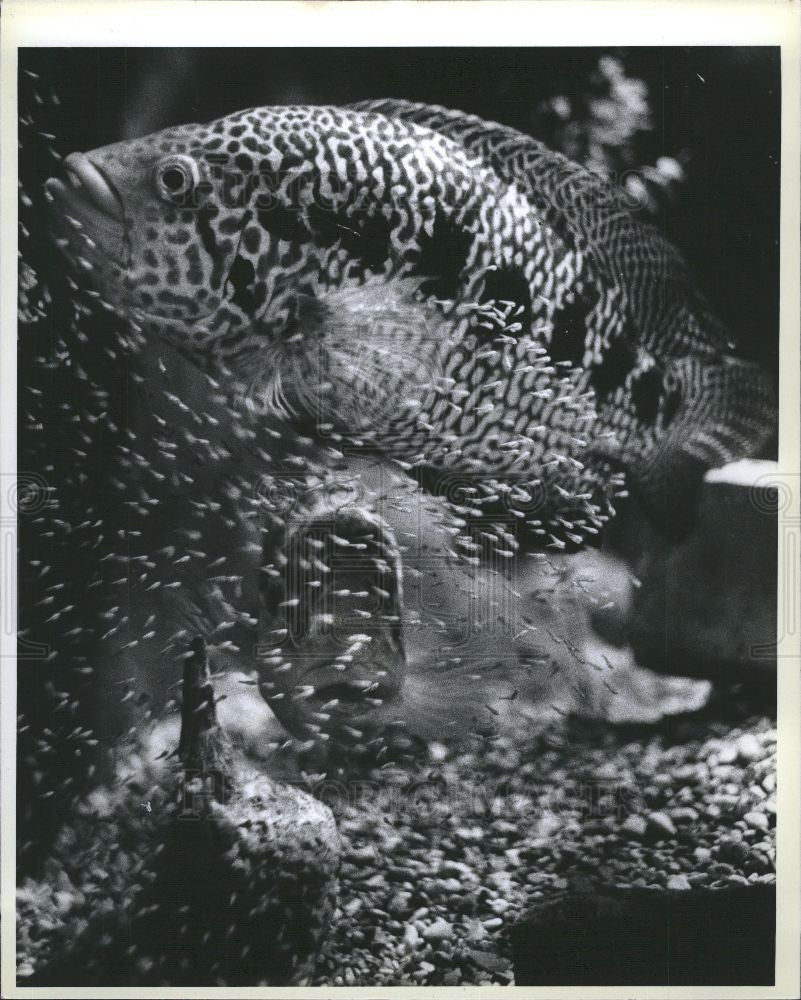 1979 Press Photo Fish Guapote - Historic Images