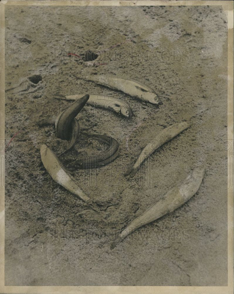 1979 Press Photo Grunion, fish species, beach - Historic Images