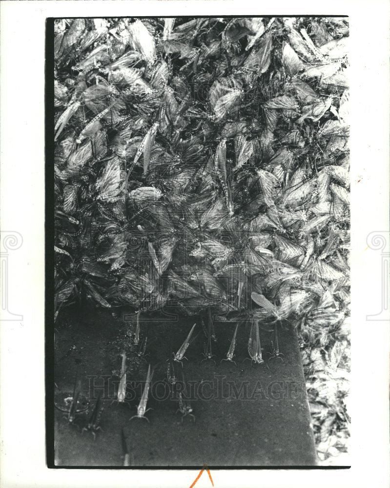 1981 Press Photo dead fish flies - Historic Images