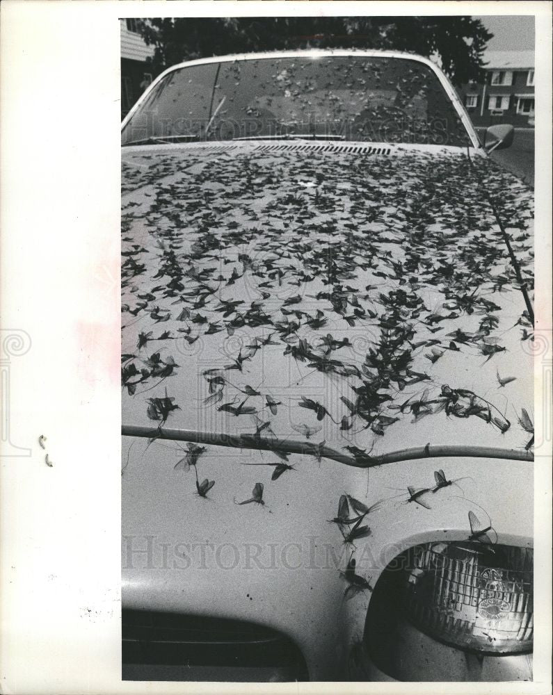 1975 Press Photo Lake St Clair mayflies - Historic Images