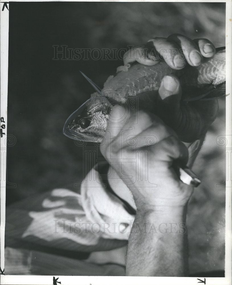 Press Photo Jack van Covering . - Historic Images