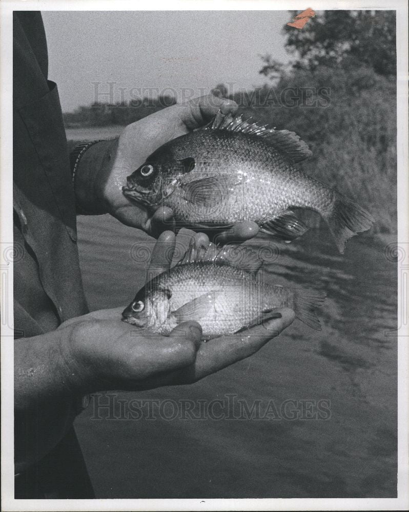 1976 Press Photo Bluegill Fish Fishing Lake Sport - Historic Images