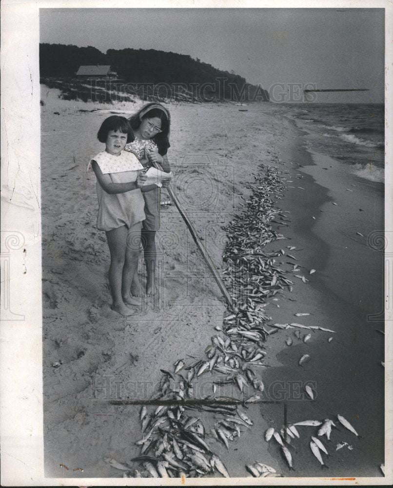 1992 Press Photo alewives dying Tori Salmon Anne Quirk - Historic Images