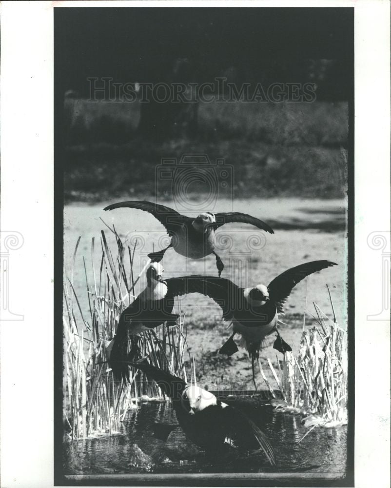 1982 Press Photo Old squaw ducks - Historic Images
