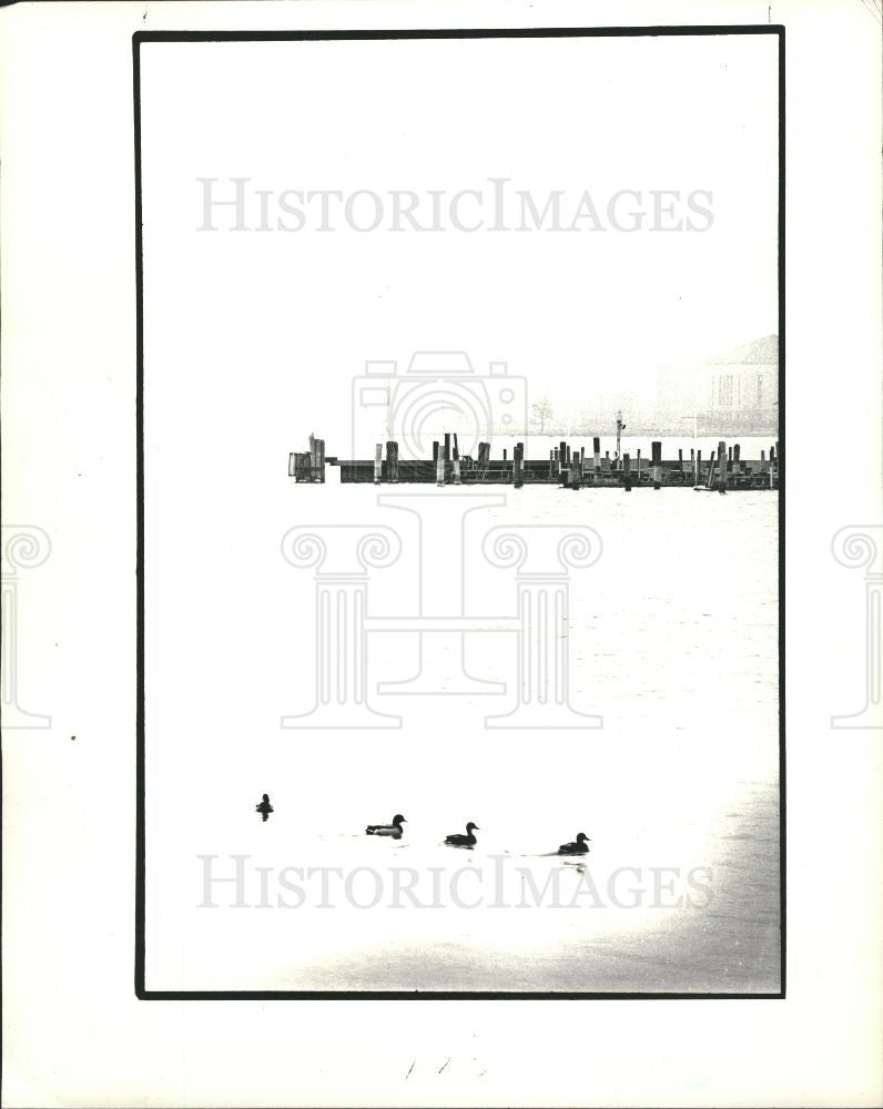 1986 Press Photo Ducks belle isle pond - Historic Images