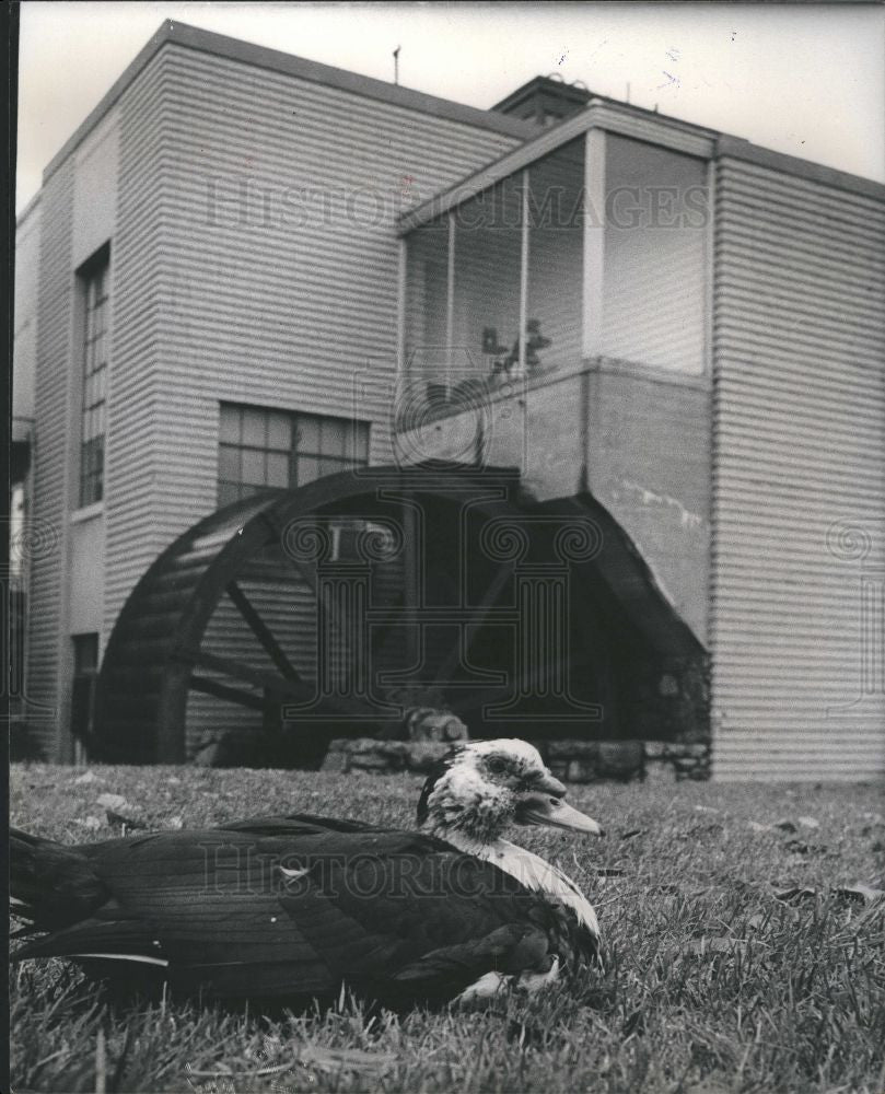 1975 Press Photo Northville Valve Ford UAW Ducks Flock - Historic Images