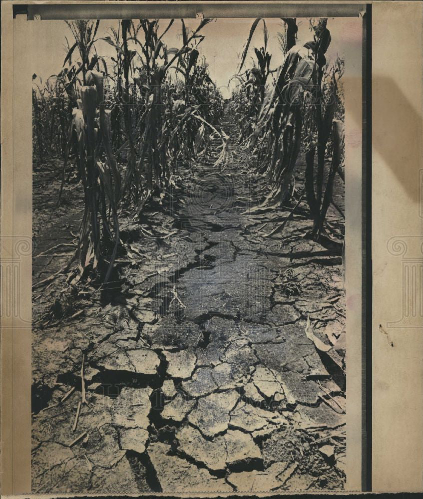 1974 Press Photo Texas Farm Drought Corn Cedar Hill - Historic Images
