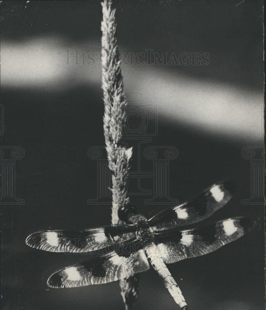 1957 Press Photo Dragonfly - Historic Images