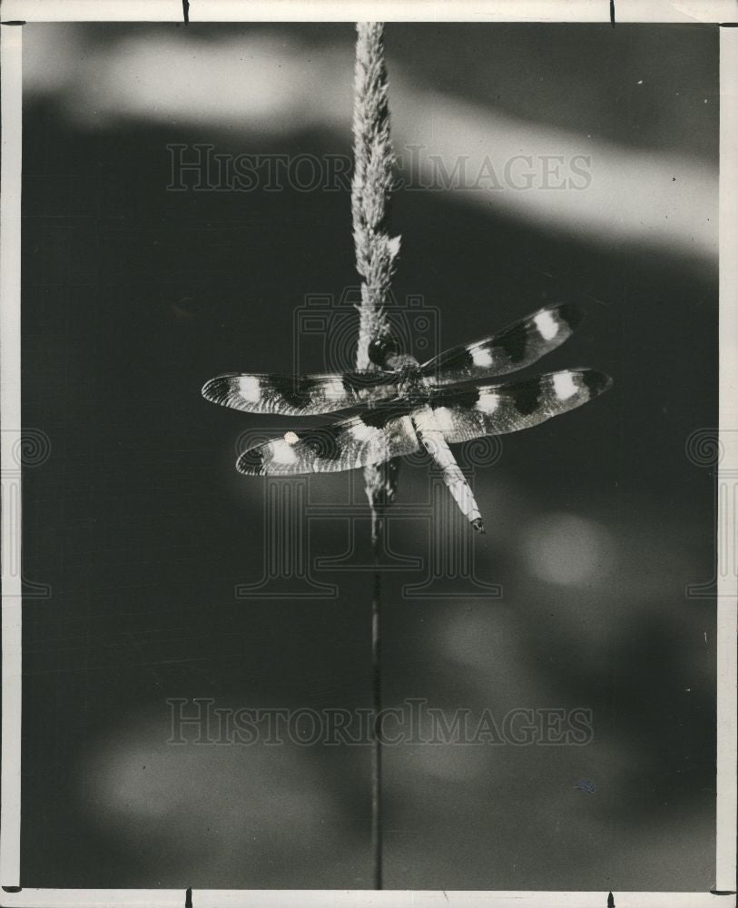 1959 Press Photo Dragonfly insect - Historic Images