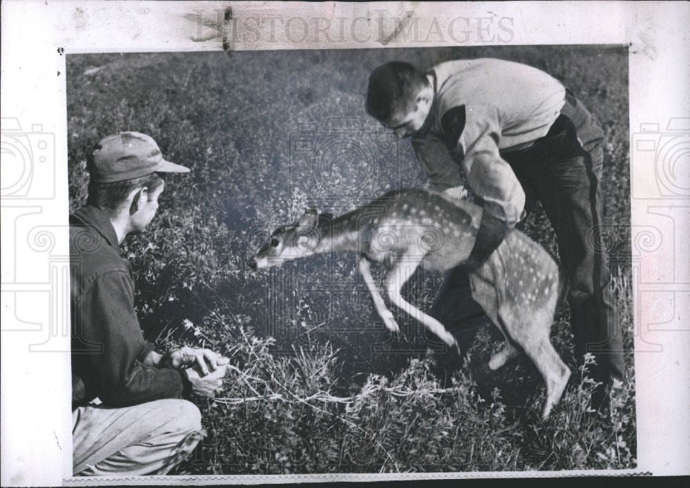 1953 Press Photo Fawn - Historic Images