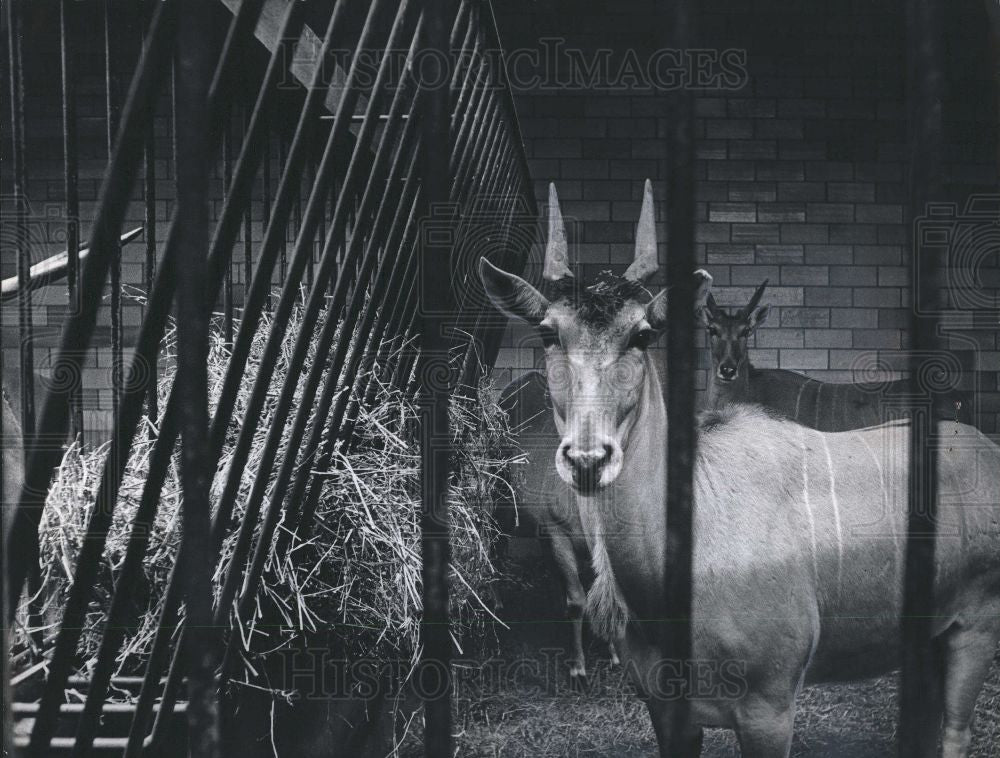 1965 Press Photo Eland Antelope - Historic Images