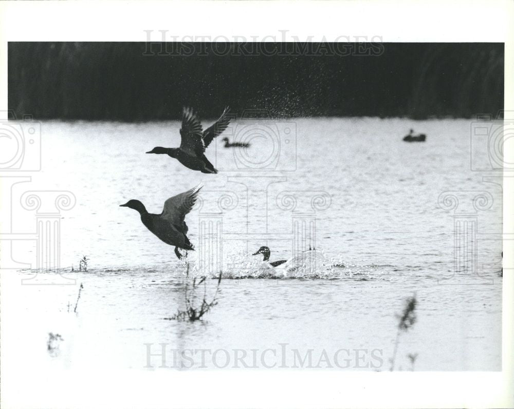Press Photo Mallard Duck Lake Swimming Nature - Historic Images