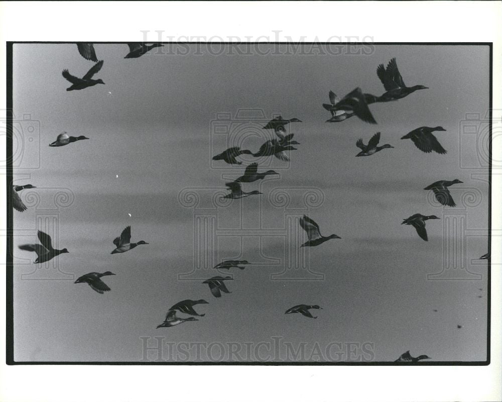 Press Photo geese birds - Historic Images