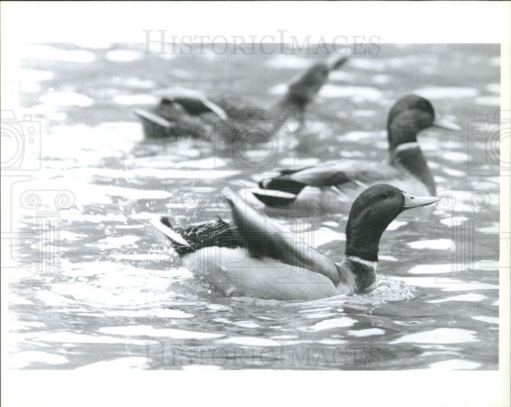 Press Photo Mallard Duck Lake Swimming Nature - Historic Images