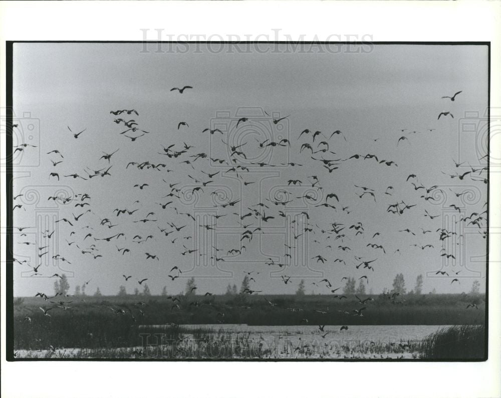 Press Photo birds - Historic Images