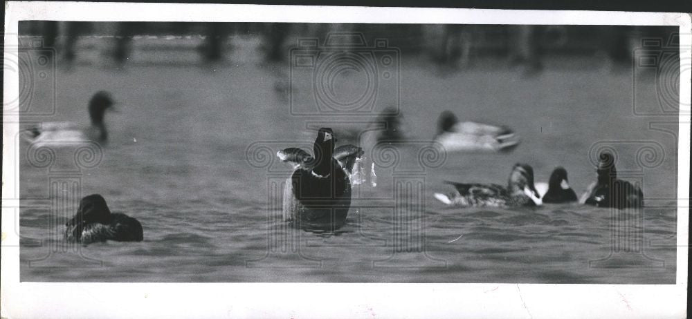 Press Photo ducks aquatic game bird water fowl - Historic Images