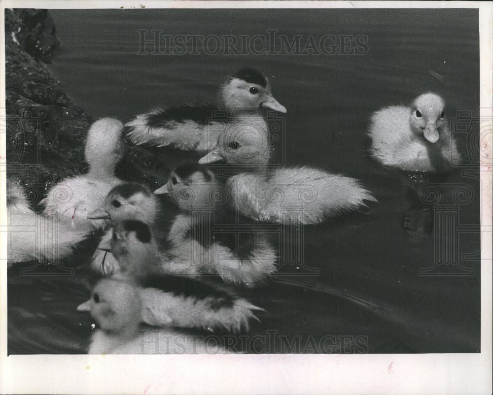 1976 Press Photo baby ducks ducklings farm - Historic Images