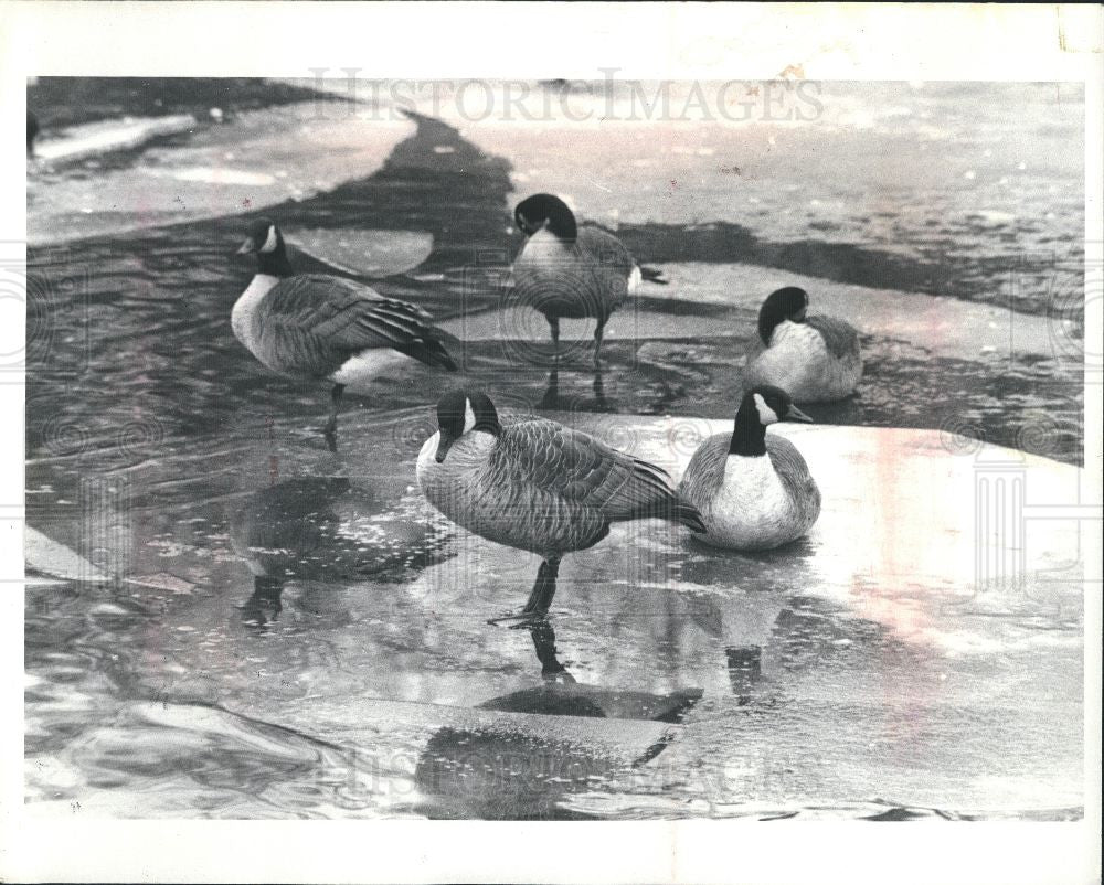 1983 Press Photo Canadian Duck Populations - Historic Images