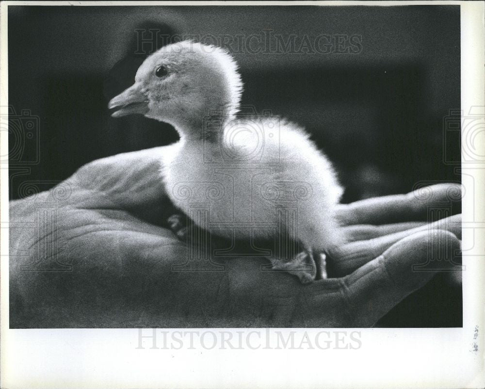 Press Photo Farmer Weber holds duckling - Historic Images