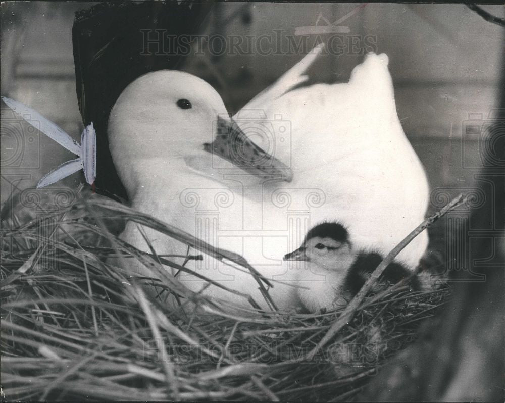 1965 Press Photo duck baby duckling nest Tarpon Springs - Historic Images