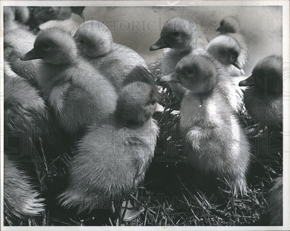 1976 Press Photo wet ducklings dry sun waddle - Historic Images