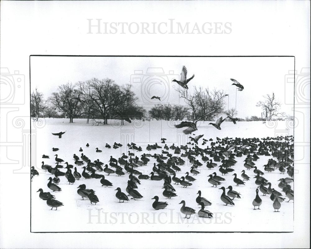 1978 Press Photo Ducks River Winter Migration Snow Tree - Historic Images