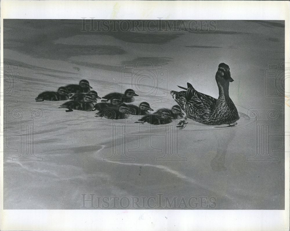 1978 Press Photo duck ducklings Southfield - Historic Images