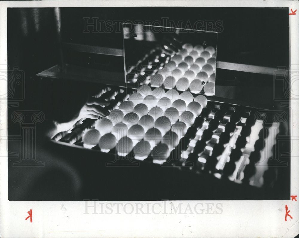 1973 Press Photo Bad eggs, inspection, conveyor belt - Historic Images