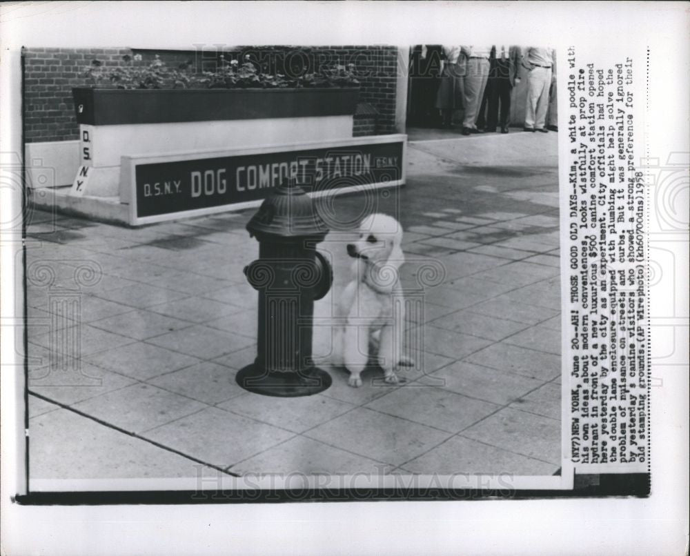 1958 Press Photo Kim poodle canine comfort station - Historic Images
