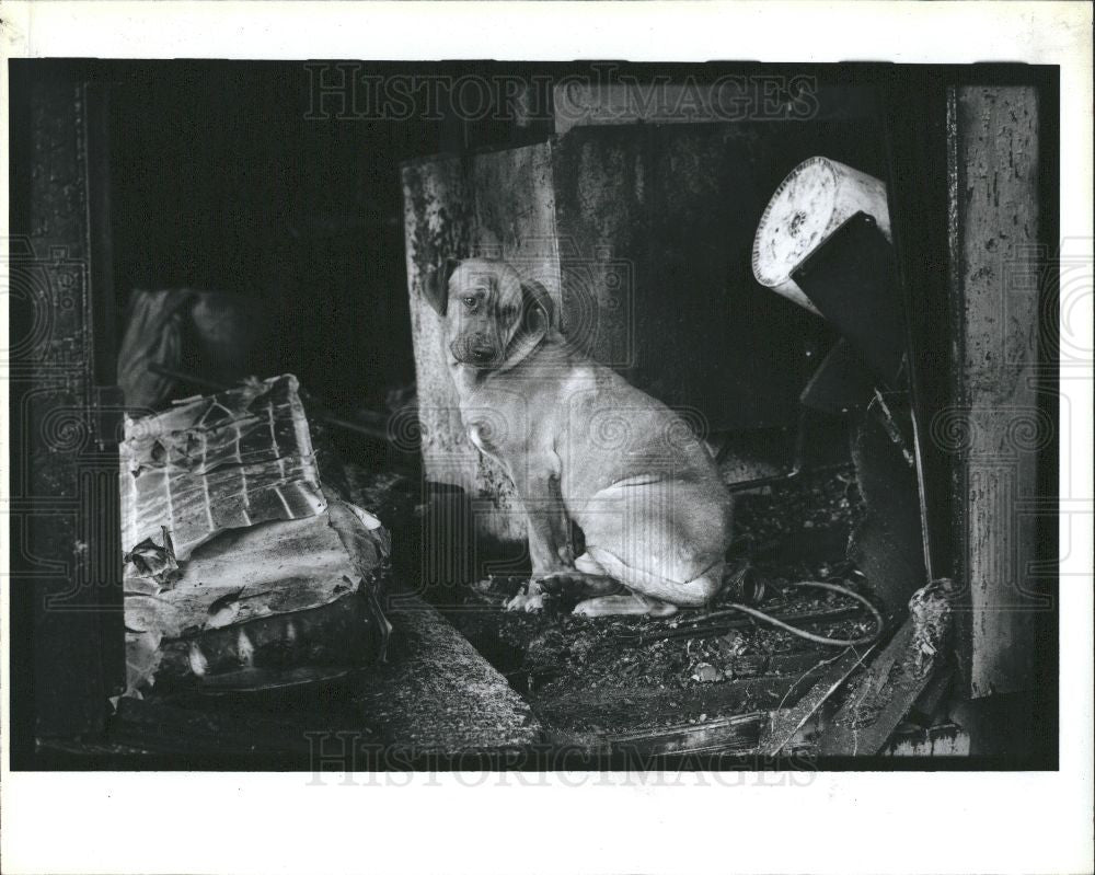 1993 Press Photo Mack Detroit Fire Children Death Dog - Historic Images