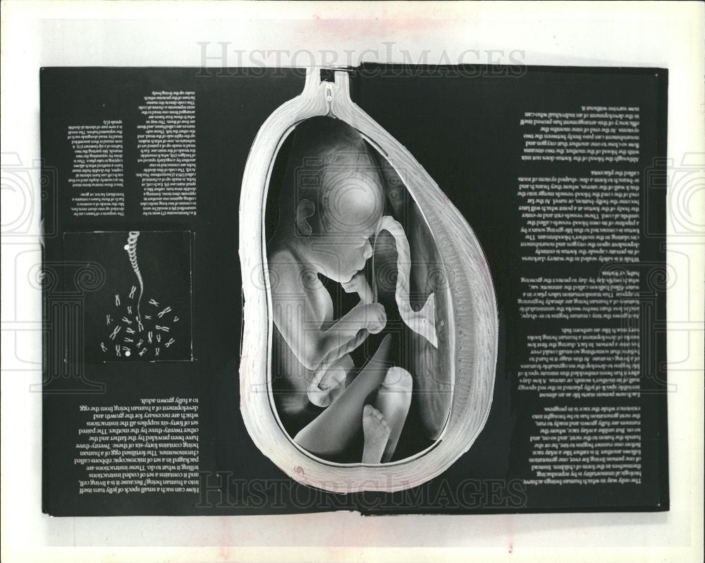 1984 Press Photo fetus uterus pregnancy baby sperm egg - Historic Images