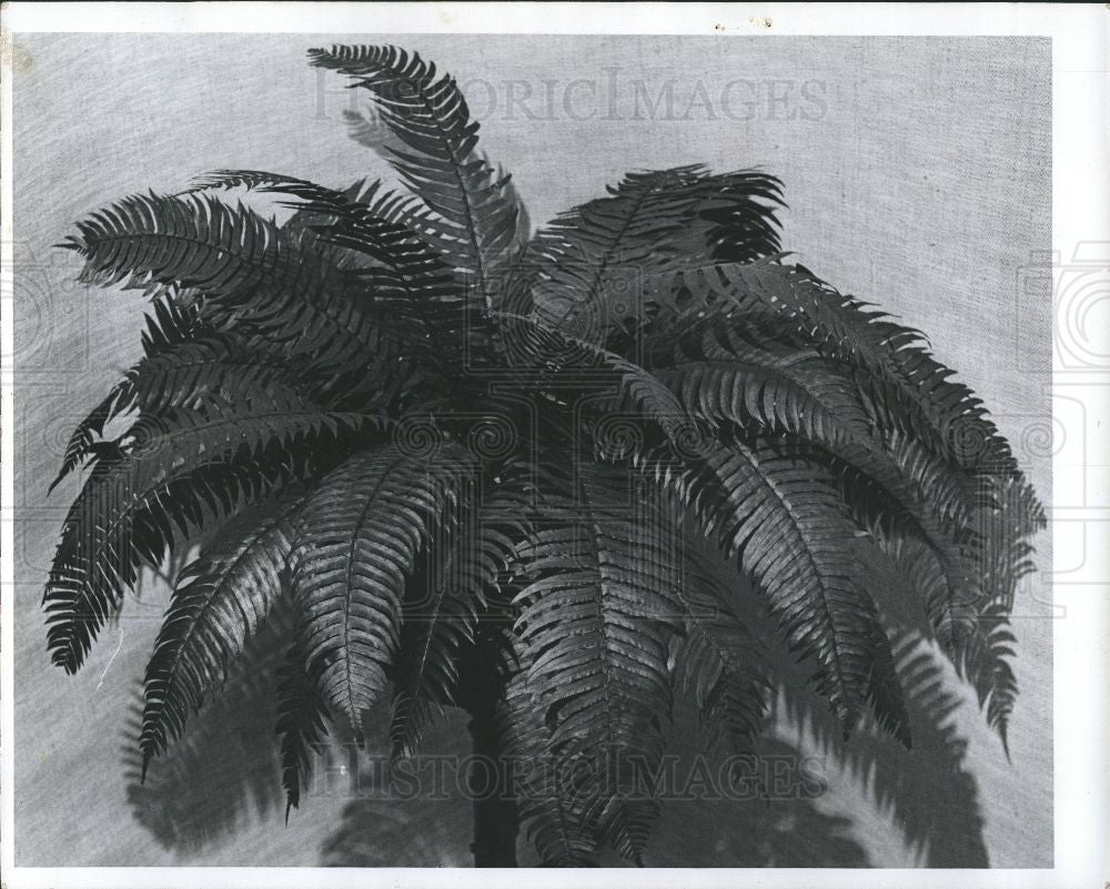 1977 Press Photo Tree, Fern, Plant, Nature - Historic Images