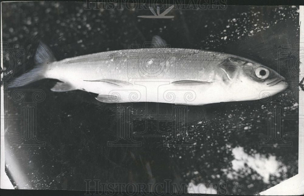 1942 Press Photo whitefish on ciscoe fish - Historic Images