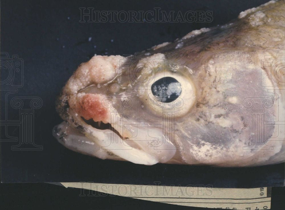 1989 Press Photo walleye fish skin disease lymphocystis - Historic Images
