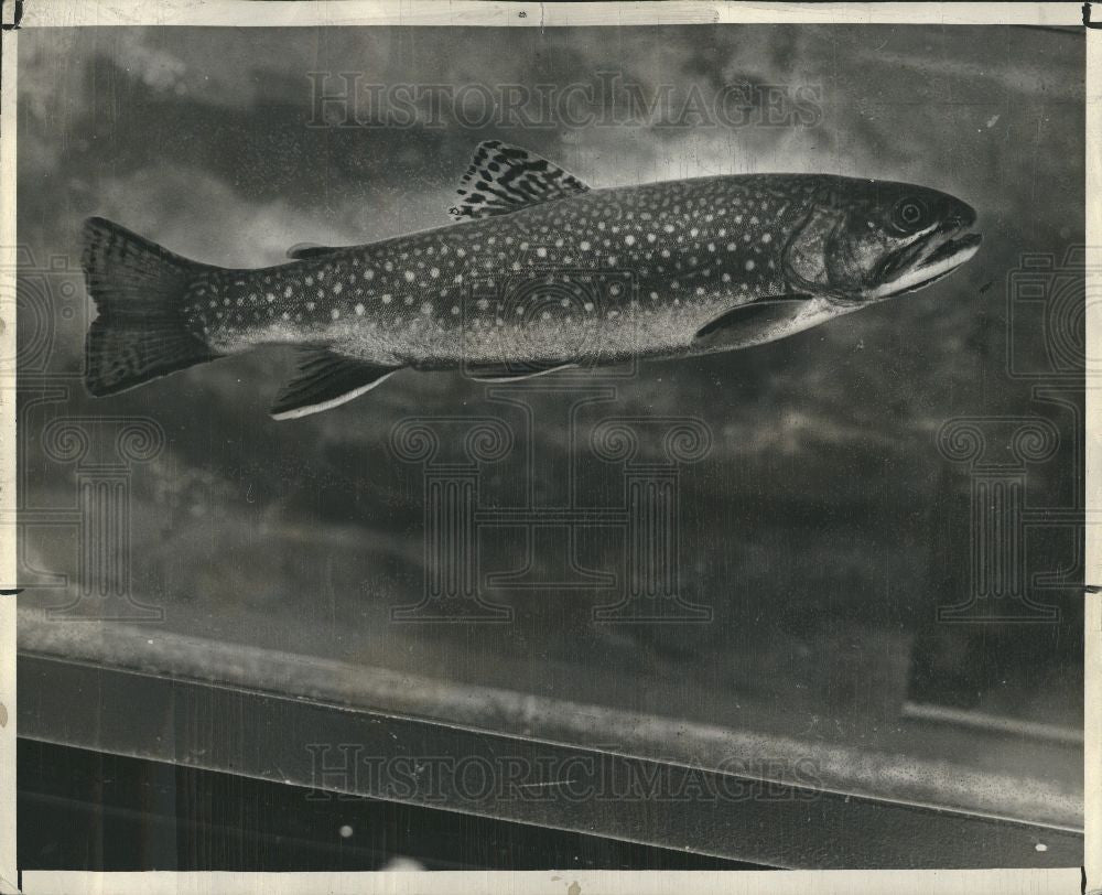 1948 Press Photo fish brook trout - Historic Images
