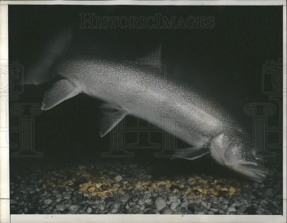 1941 Press Photo Lake Trout Mackinaw Great Lakes - Historic Images