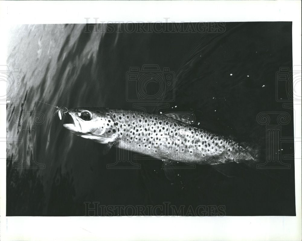 1992 Press Photo Fish - Historic Images